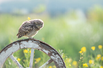 Little owl sitting on a wheel is watching the environment