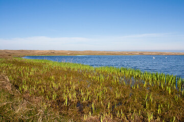 Landscape at Texel