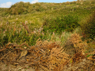 Fazant, Common Pheasant, Phasianus colchicus
