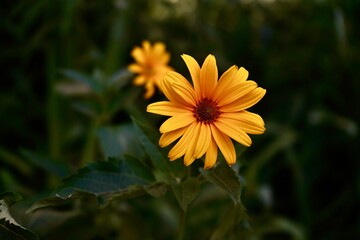 yellow flower in the garden