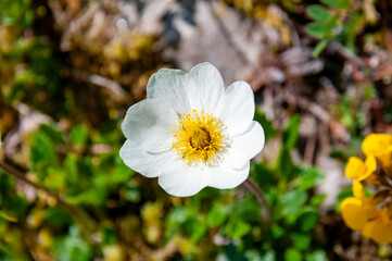 White anemone flower