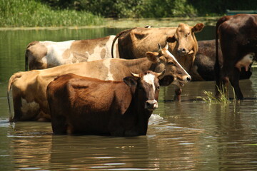 Fototapeta na wymiar cattle walking, cows on the river bank