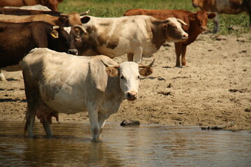 cattle walking, cows on the river bank