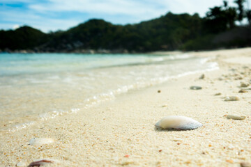 Shells on an empty white sandy beach. 