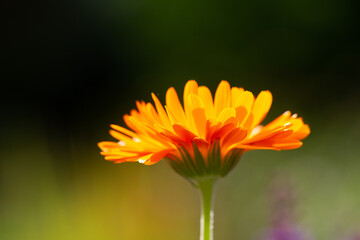 Close-up of a blooming orange marigold blossom in backlight