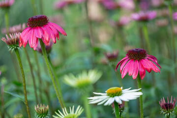 purple coneflowers (echinacea) in full bloom