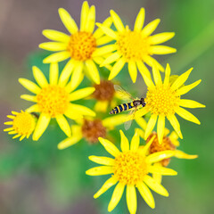 Hoverfly, Sphaerophoria scripta, insect eating pollen on a yellow flower