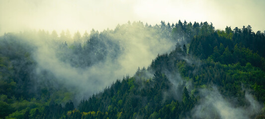 Black forest background banner - Moody forest landscape panorama with fog mist and fresh green fir trees in the foggy morning dawn - obrazy, fototapety, plakaty