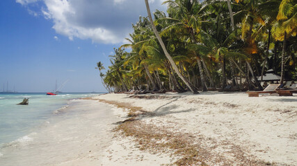 Palm trees on the sandy coast of the Caribbean Sea. Dominican Republic beach in Punta Cana. Tropical natural landscape. The concept of exotic vacation, travel and tourism.