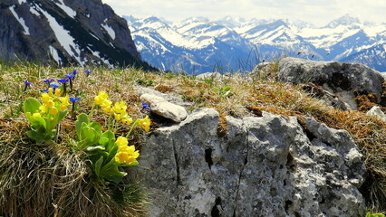 schöne Alpenblumen im Allgäu blühen am Fels mit Aussicht auf schneebedeckte Alpen im Frühling