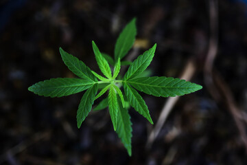 The leaves of the tea leaves are emerging beautifully.