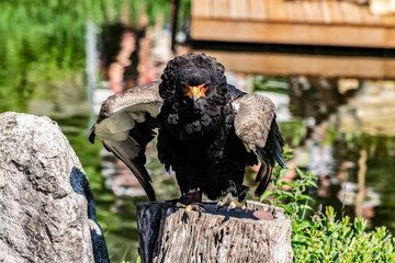 Beautiful Eagle close up. Big bird of prey African Bateleur Kruger (Terathopius ecaudatus) with spread wings and red curved beak, selective focus. 