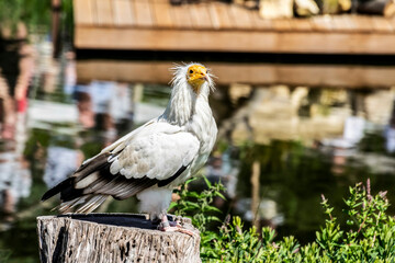 Egyptian vulture (Neophron percnopterus) with white feathers and a yellow long curved beak.  White scavenger vulture (Pharaoh's chicken) close-up.