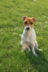 Jack russell terrier puppy on a background of green grass on a sunny summer day