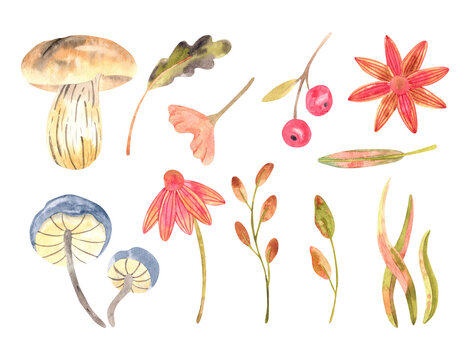 set of autumn nature watercolor elements isolated on white background. Hand painted leaves, mushrooms and florals