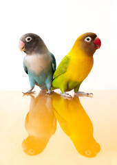 なかよしボタンインコ