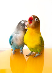 なかよしボタンインコ