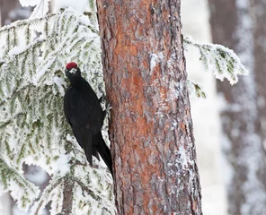 Foto auf Leinwand Zwarte Specht, Black Woodpecker, Dryocopus martius © AGAMI
