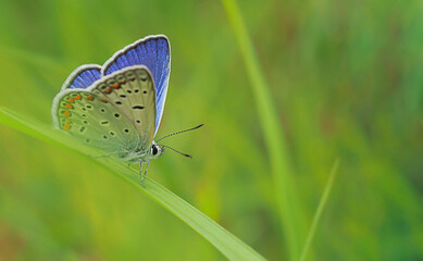 little blue butterfly on the green grass