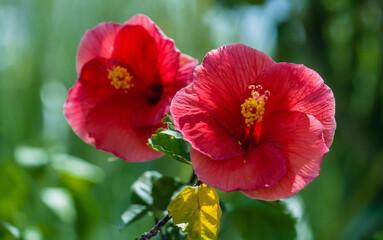 hibiscus flowers red