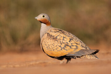 Zwartbuikzandhoen, Black-bellied Sandgrouse, Pterocles orientalis