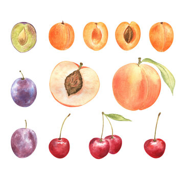 Watercolor collection of summer fruits and berries - cherry, apricot, peach and plum; on white isolated background. Halves and full fruits, with leaves and stones. 