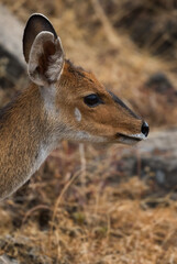 Menelik's Bushbuck - Tragelaphus scriptus meneliki, beautiful shy antelope endemic in Ethiopean mountains, Bale mountains, Ethiopia.
