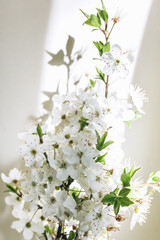 A branch of a cherry blossom or apple tree on a white background with a shadow from the sun.