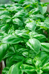 Green basil growing on garden beds. Homegrown produce