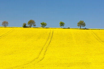 A vibrant and colorful scene in Northumberland of a yellow Rape Seed Field with trees silhouetted against a near cloudless blue sky