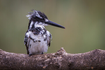 Pied Kingfisher perched on a Branch