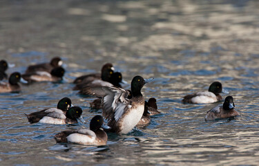 Topper, Greater scaup, Aythya marila