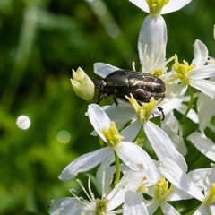 Fototapeta premium beetle on white wildflowers close up on a green background