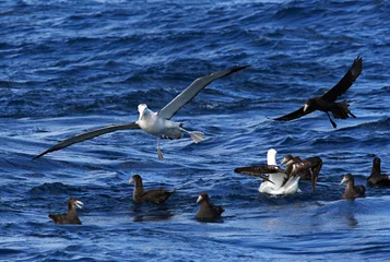 Foto auf Acrylglas Tristanalbatros, Tristan Albatross, Diomedea dabbenena © AGAMI