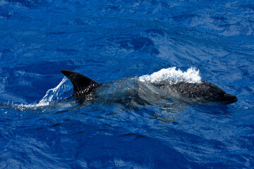 Fototapeta premium Tuimelaar, Common Bottlenose Dolphin, Tursiops truncatus