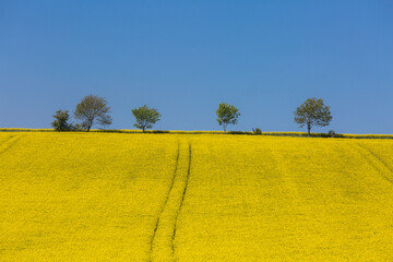 A vibrant and colorful scene in Northumberland of a yellow Rape Seed Field with trees silhouetted...