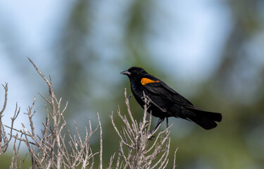 Red winged black bird