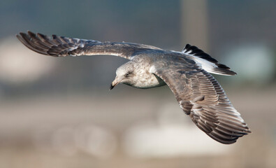 Vega Meeuw, Vega Gull, Larus vegae