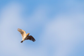 Veldleeuwerik, Eurasian Skylark, Alauda arvensis