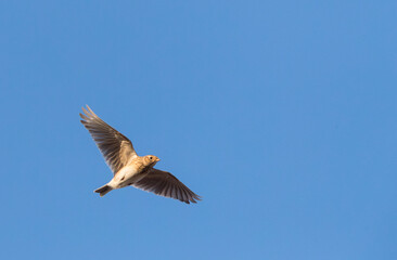 Veldleeuwerik, Eurasian Skylark, Alauda arvensis