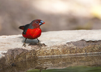 Roodborstblauwsnavel, Western Bluebill, Spermophaga haematina haematina
