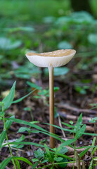 mushroom in the natural environment in the forest