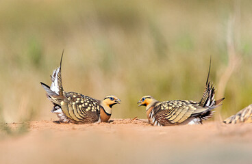 Witbuikzandhoen, Pin-tailed Sandgrouse, Pterocles alchata