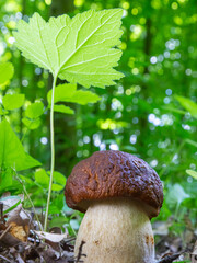 mushroom in the natural environment in the forest