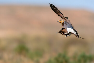 Witbuikzandhoen, Pin-tailed Sandgrouse, Pterocles alchata