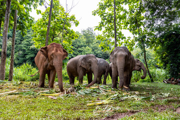 Fototapeta na wymiar asian elephant is enjoying eating food in nature park, Thailand