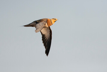 Witbuikzandhoen, Pin-tailed Sandgrouse, Pterocles alchata