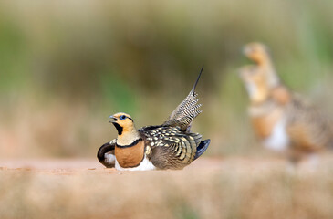 Witbuikzandhoen, Pin-tailed Sandgrouse, Pterocles alchata