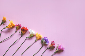 Multicolored freesia flowers on a pink background. Festive beautiful background. Flat lay, flower pattern - obrazy, fototapety, plakaty