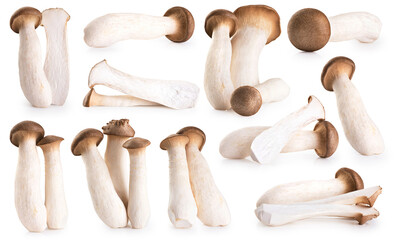 Eryngii mushroom isolated on white background. Collection with clipping path.